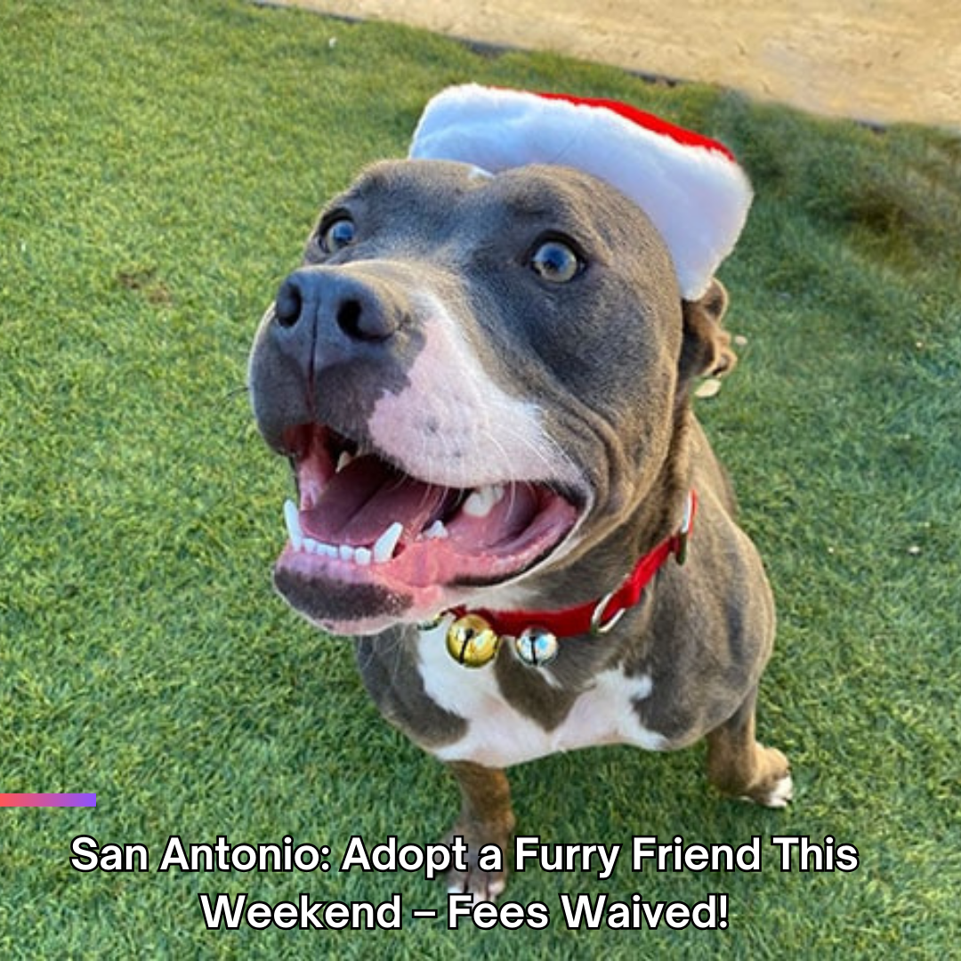 San Antonio: Adopt a Furry Friend This Weekend – Fees Waived!